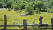 IMG_3305.JPG