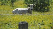 IMG_3306.JPG