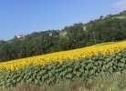 IMG_1333.jpeg