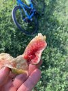 IMG_4287.jpeg