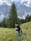 IMG_2741.jpeg
