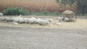 IMG_3492.JPG