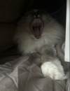 1761227265826.png