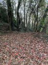IMG_4526.jpeg