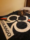 Gatto - Colnago.jpg