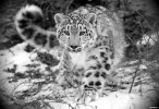 juri-jfb07-twin-power-snow-leopard-cannondale-supersix-hi-mod-01-copertina-leopardo.jpg