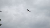 IMG_4229.JPG