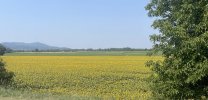 IMG_3021.jpeg
