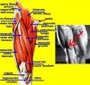 anat_cosc 1.JPG