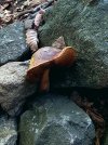 20260921_170352 boletus luridus forse.jpg