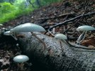 20260921_174649 oudemansiella mucida.jpg