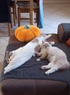 IMG_20260922_104640.jpg