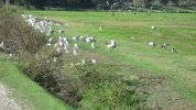 IMG_4705.JPG