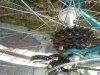 IMG_20120331_124743.jpg
