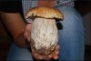 funghi 007 [1600x1200].jpg