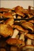 funghi 009 [1600x1200].jpg