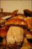 funghi 014 [1600x1200].jpg