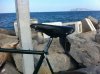 foglie e argento 07.jpg