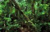 borneo_after_reforestation.jpg