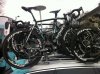 Boonen - Copia.jpg