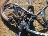bici animali 999.jpg