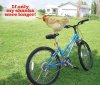 chicken.jpg