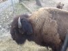 2014.03.20 - Tatanka sulla Vigolana.jpg