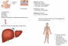 Assorbimento e digestione dei carboidrati (2).jpg