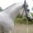 arabianhorse