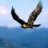 falco1950