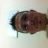 SW-FEDE