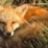 ilfennec