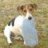 jack russell