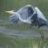 grayheron