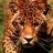 pardus