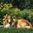 lassie