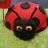 coccinella