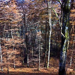 Cansiglio