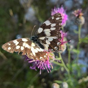 Farfalle lungo la strada dei Carbonai