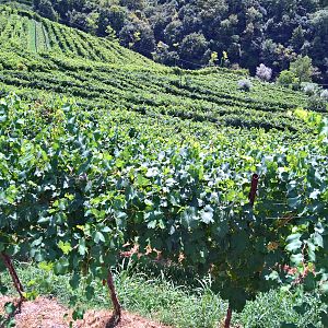 veduta dalla strada del Prosecco