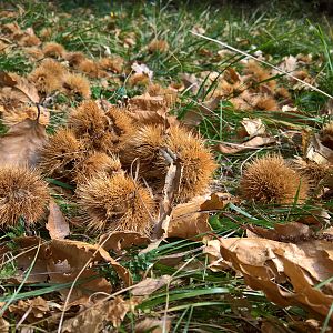 castagne lungo la strada dei Carbonai