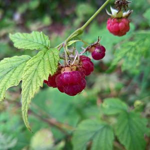 lamponi, che scorpacciata