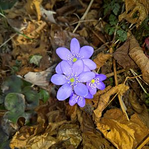 Fiori