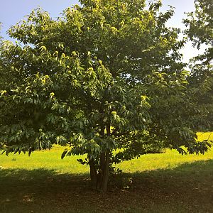 castagne in arrivo