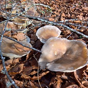 I regali del bosco