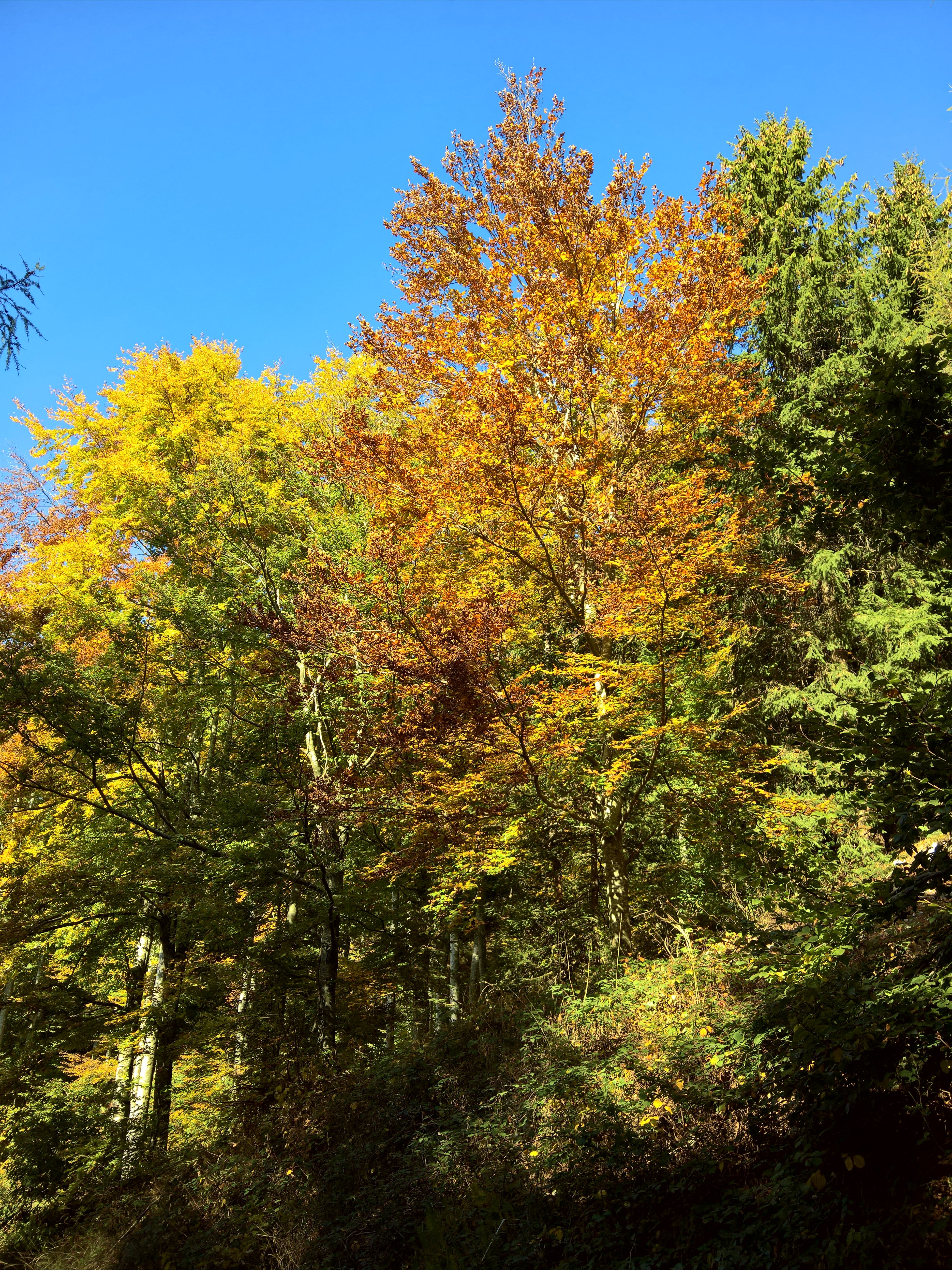 Autunno