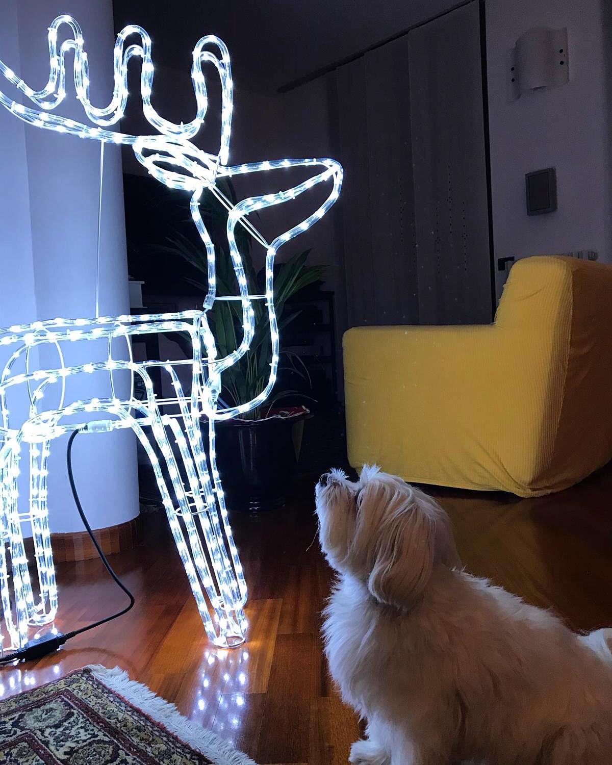 Buon Natale