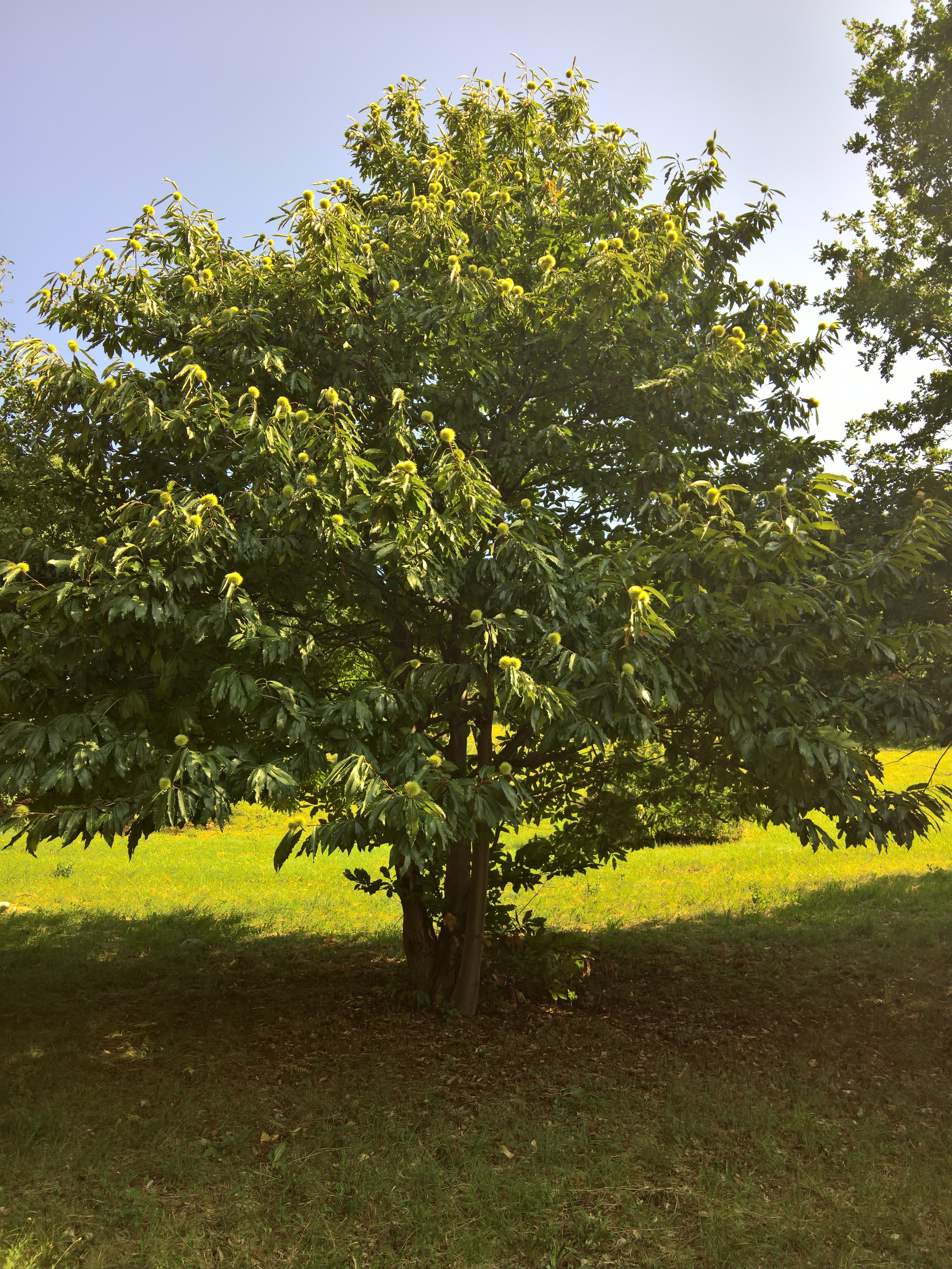 castagne in arrivo