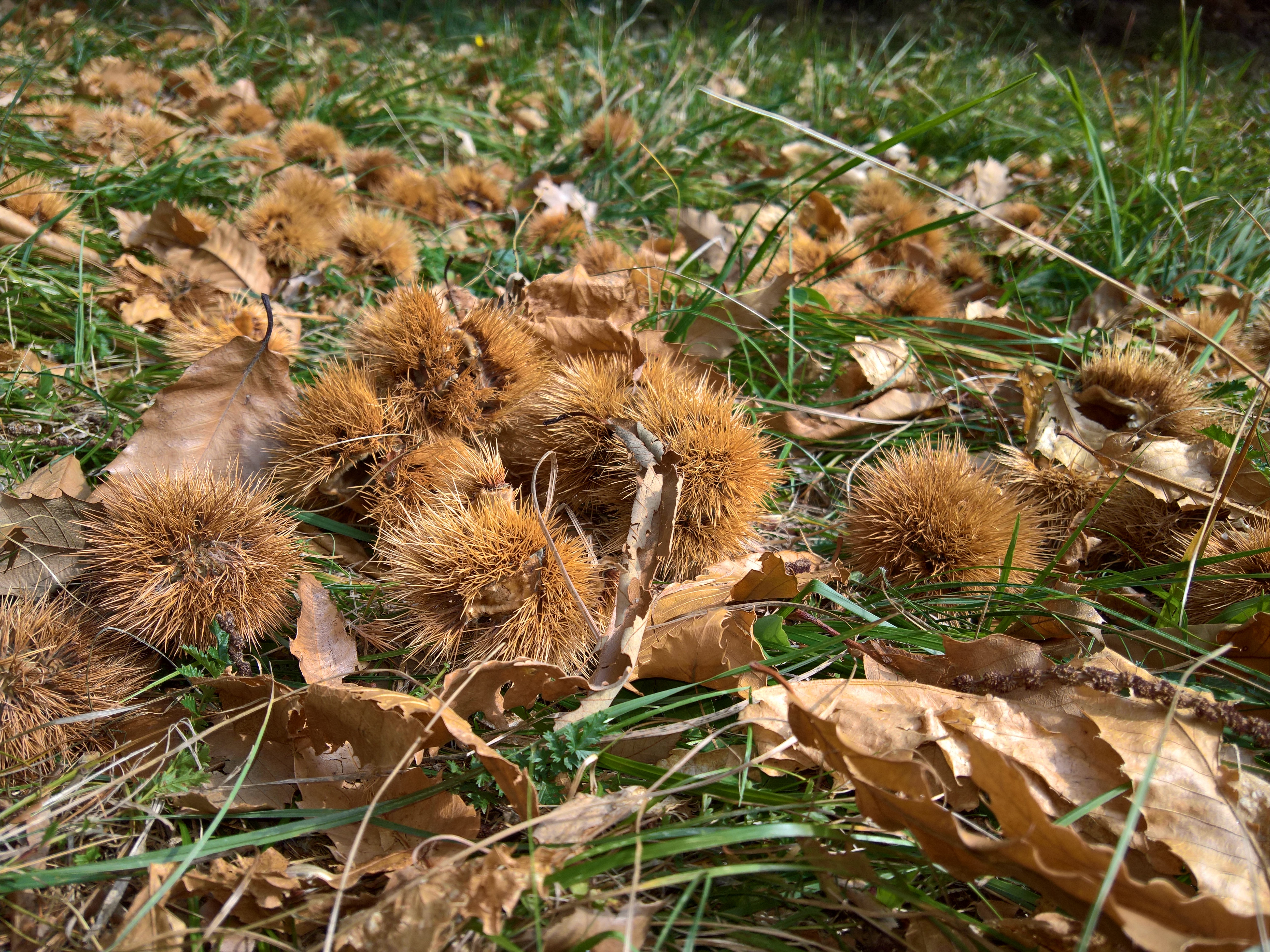 castagne lungo la strada dei Carbonai
