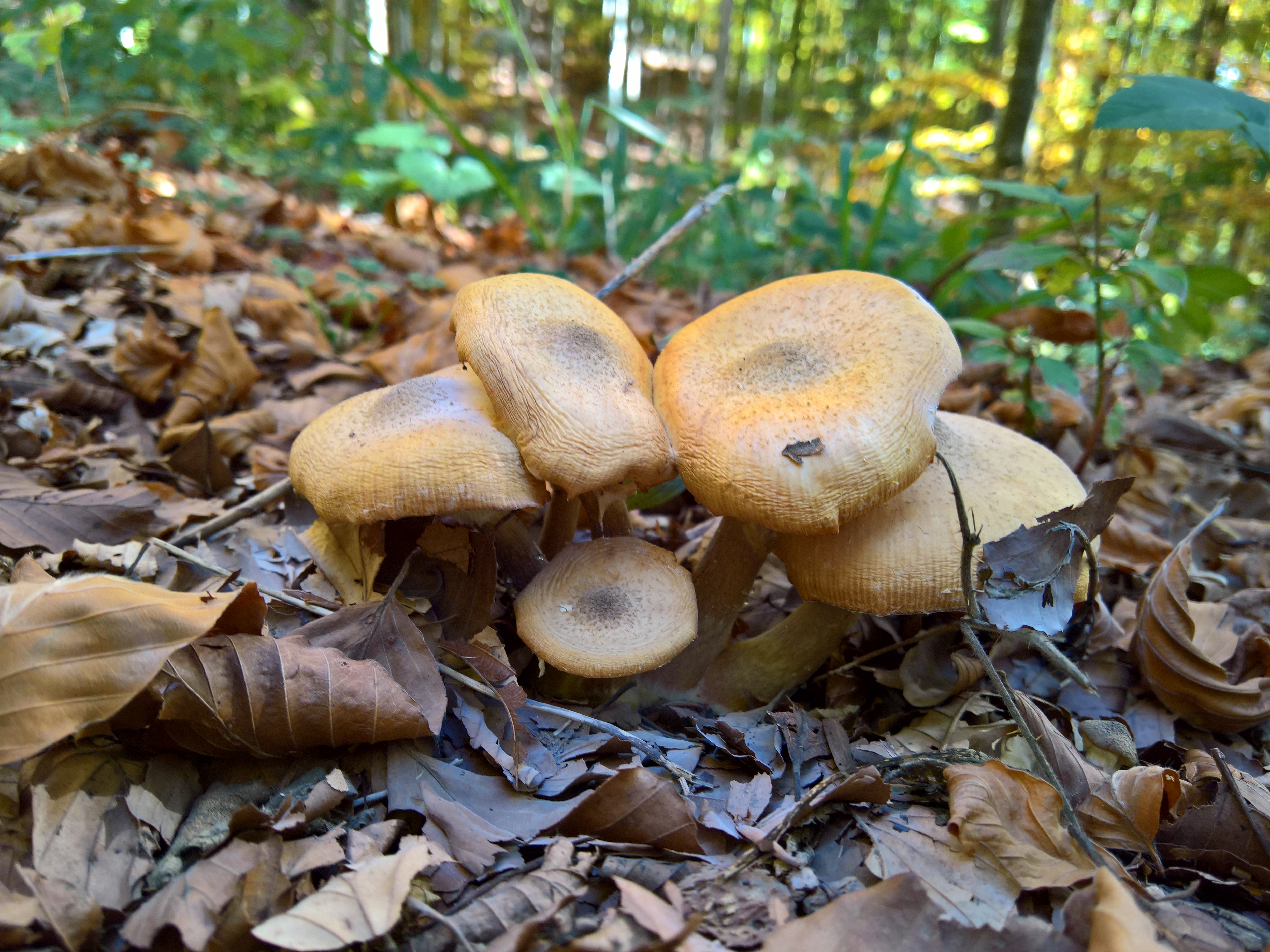 che belli i funghi
